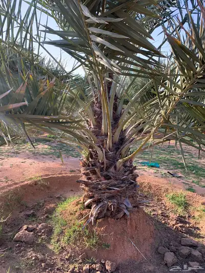 يوجد لدينا جميع انواع النخيل 1