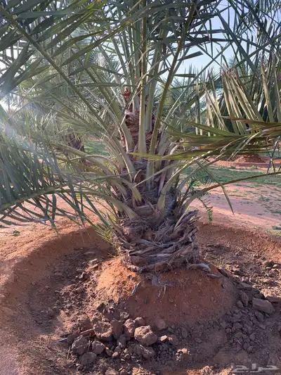 يوجد لدينا جميع انواع النخيل 2