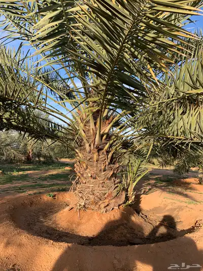 يوجد لدينا جميع انواع النخيل 7