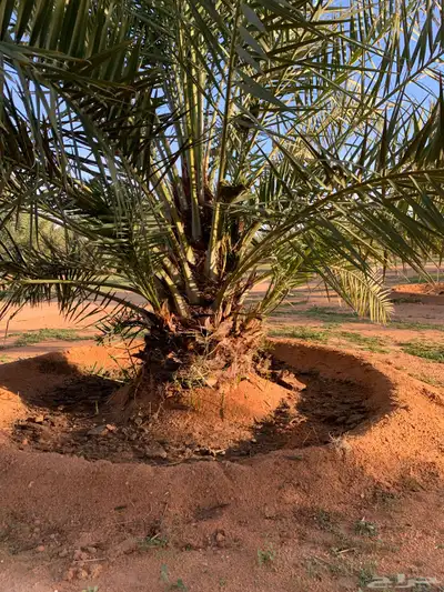 يوجد لدينا جميع انواع النخيل 9