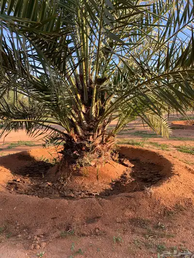 يوجد لدينا جميع انواع النخيل 4