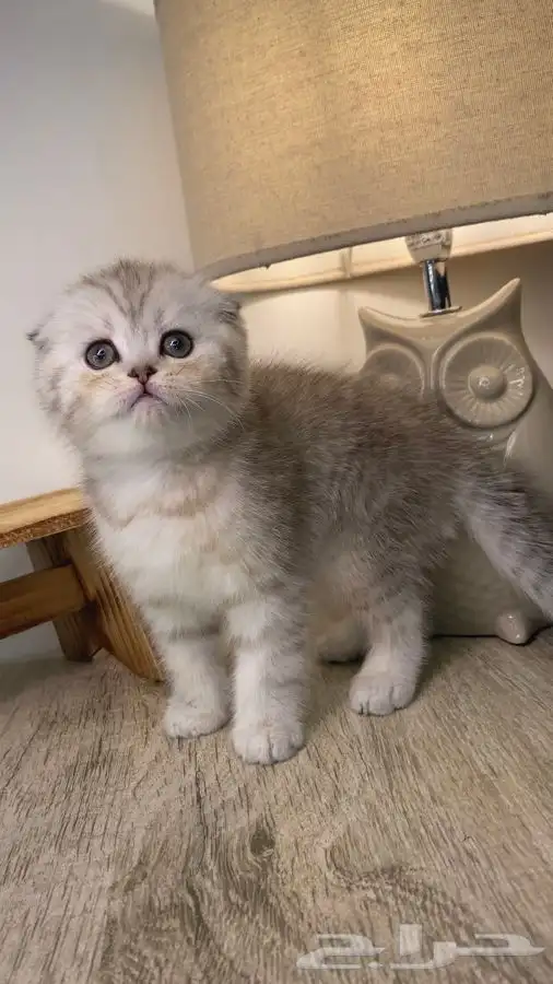 سكوتش فولد كيتن قطط جدة قطط للبيع قطوه قطه بسه شيرازي هملايا 0