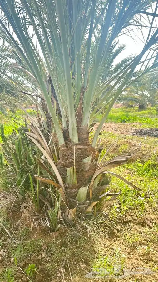 جثايث مجدول طول متر 0