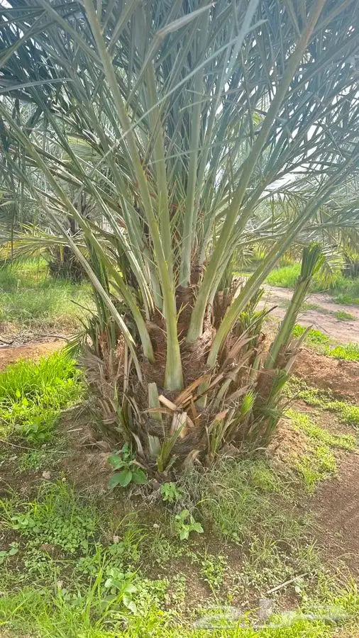 جثايث مجدول طول متر 2
