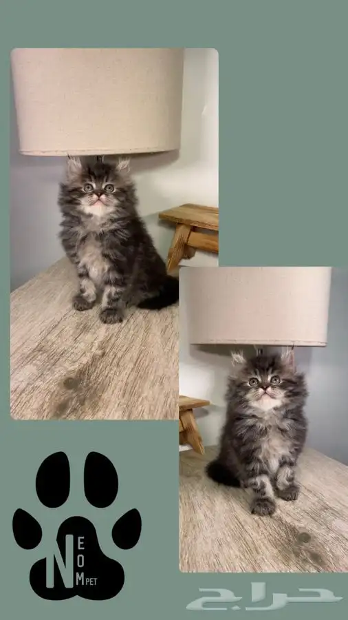 سكوتش فولد كيتن قطط جدة قطط للبيع قطوه قطه بسه شيرازي هملايا 5