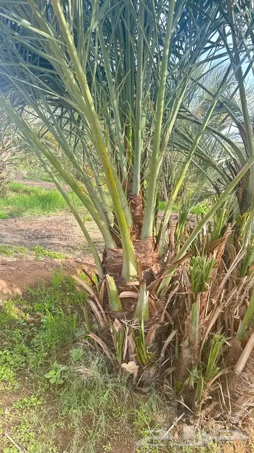 جثايث مجدول طول متر 1