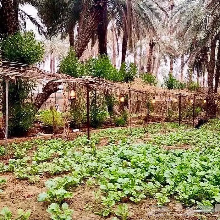استراحة للايجار 14