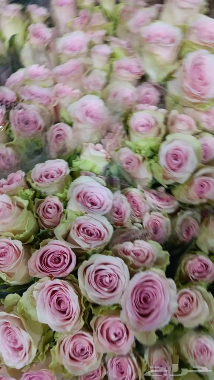 ورد جمله بسعر منافس 2
