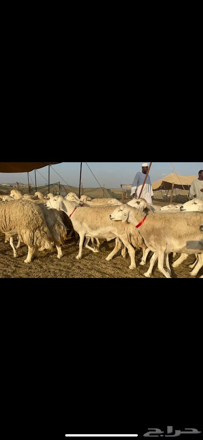 غنم حرش كفو مراح 1