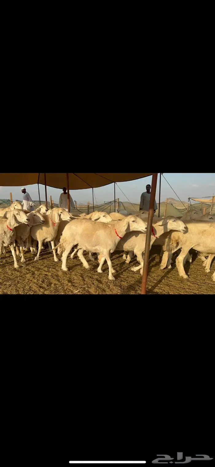 غنم حرش كفو مراح 3