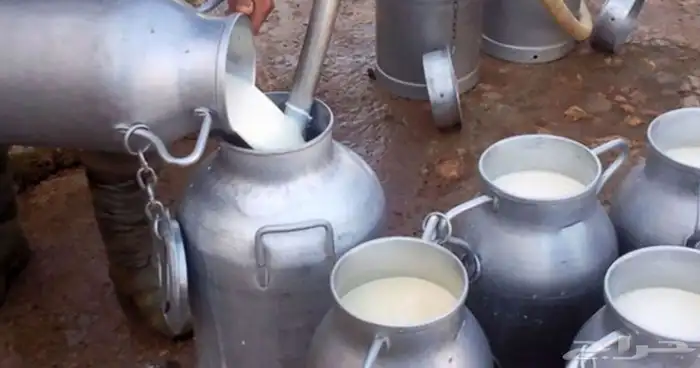 حليب بقر طازج كميات كبيره الموقع الزلفي 0
