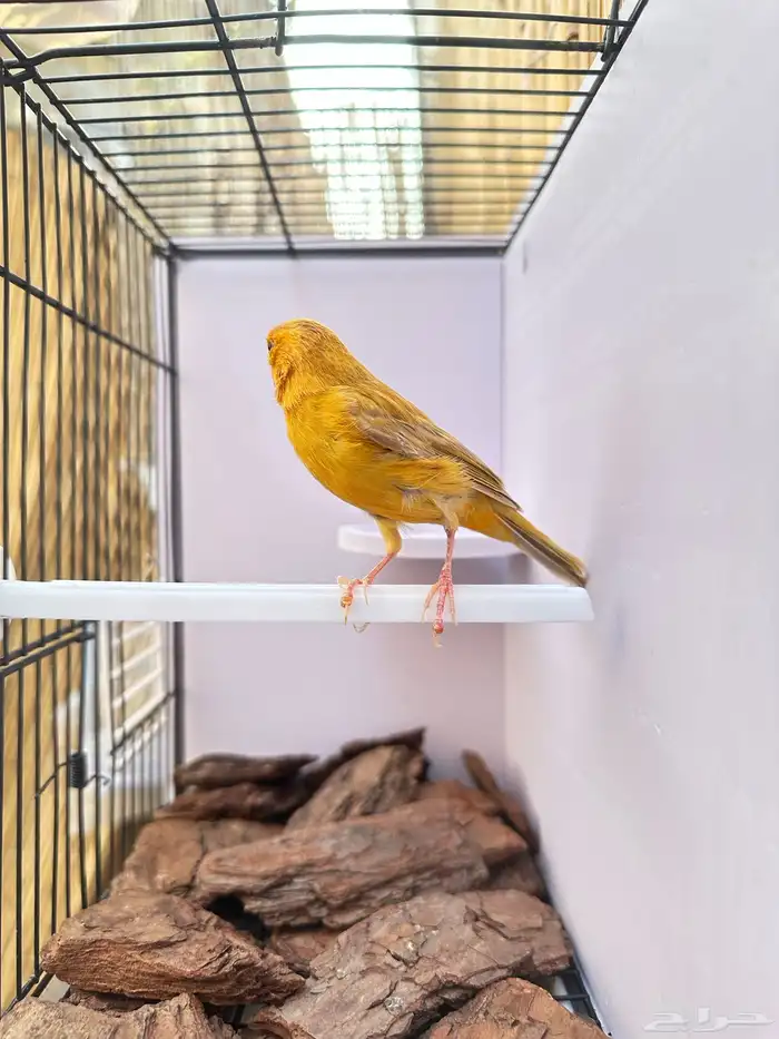 ذكر كناري مشمشي تم البيع خارج الموقع 3