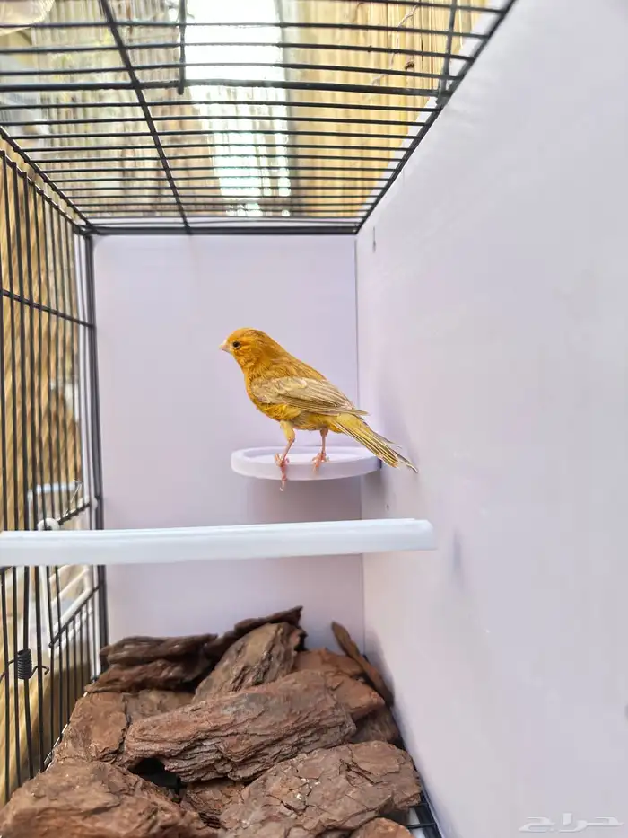 ذكر كناري مشمشي تم البيع خارج الموقع 4