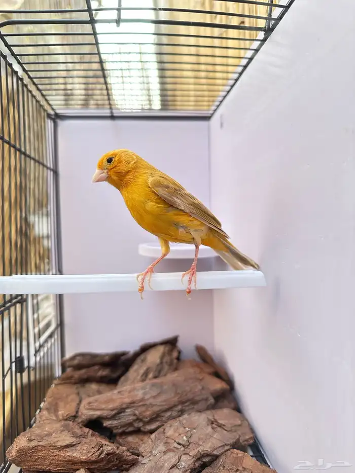ذكر كناري مشمشي تم البيع خارج الموقع 1