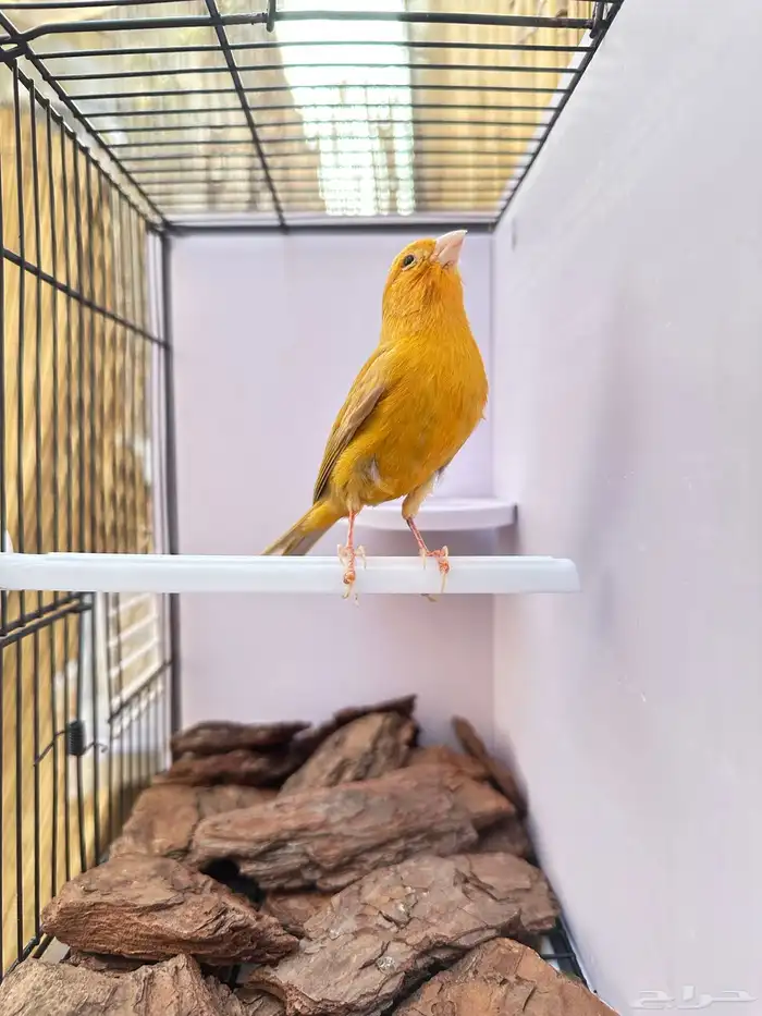 ذكر كناري مشمشي تم البيع خارج الموقع 6