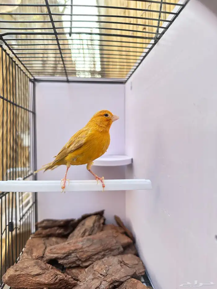 ذكر كناري مشمشي تم البيع خارج الموقع 0