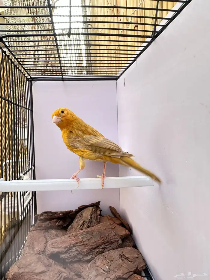 ذكر كناري مشمشي تم البيع خارج الموقع 5