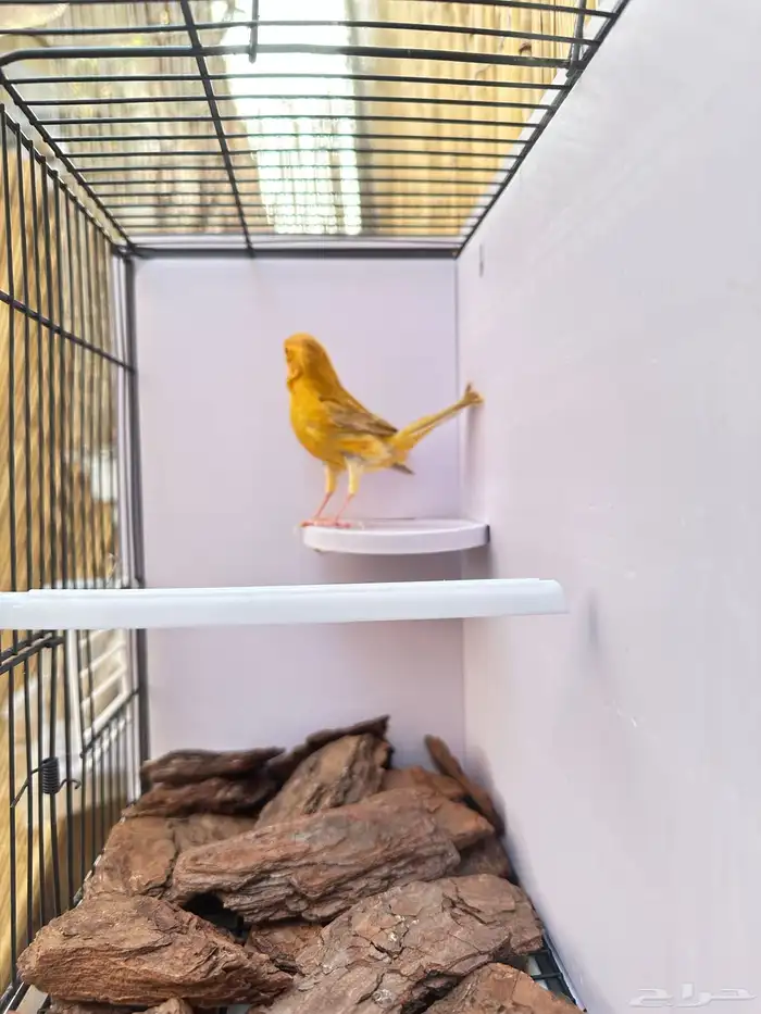 ذكر كناري مشمشي تم البيع خارج الموقع 2