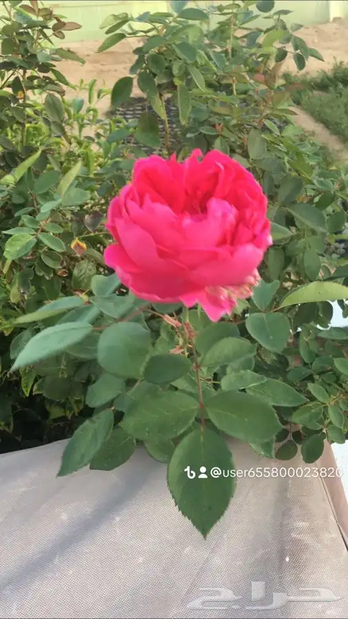 عروض الشتلات الزراعية 25