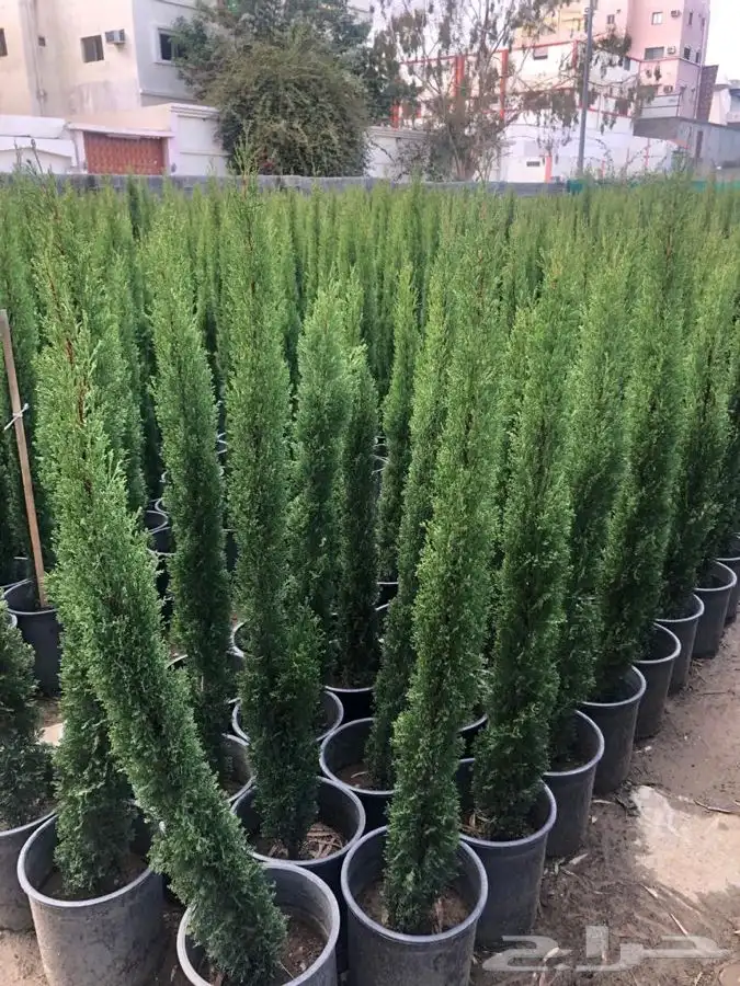 عروض الشتلات الزراعية 27