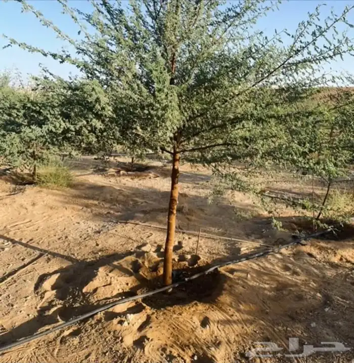 عروض الشتلات الزراعية 34