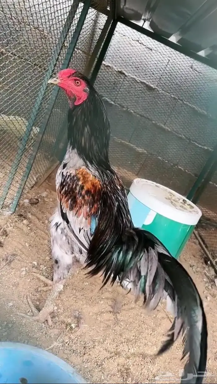 طقم يوكو 3