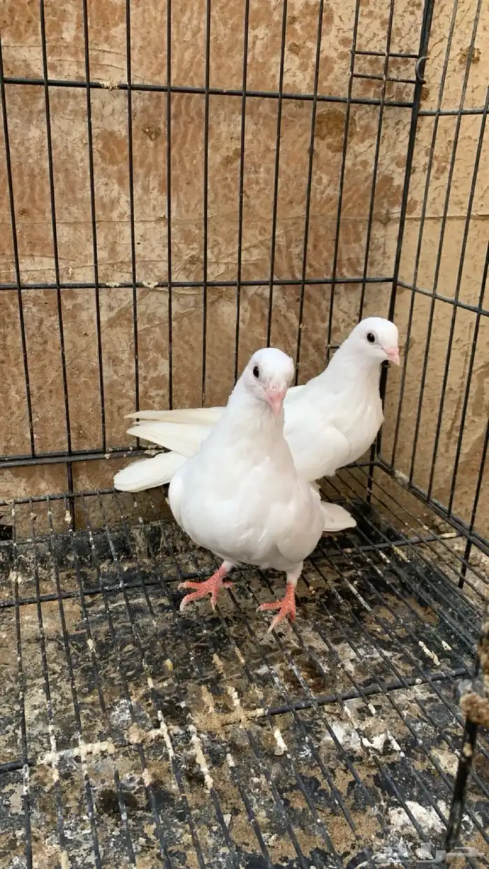 حمام جلستر قلاب 8