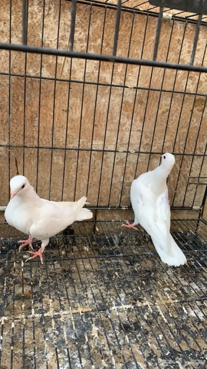 حمام جلستر قلاب 5