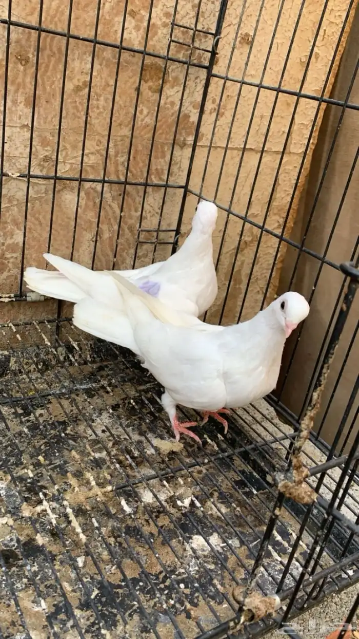 حمام جلستر قلاب 1