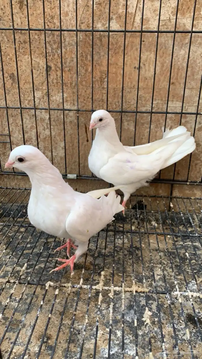 حمام جلستر قلاب 3