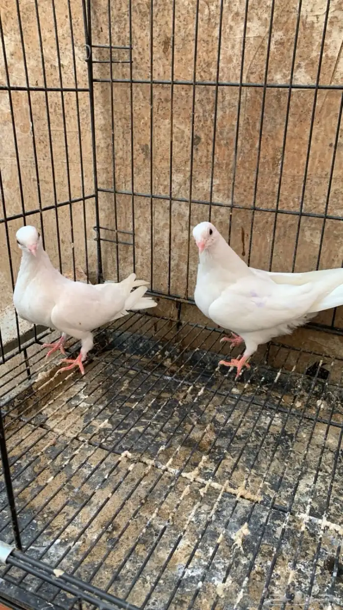 حمام جلستر قلاب 7