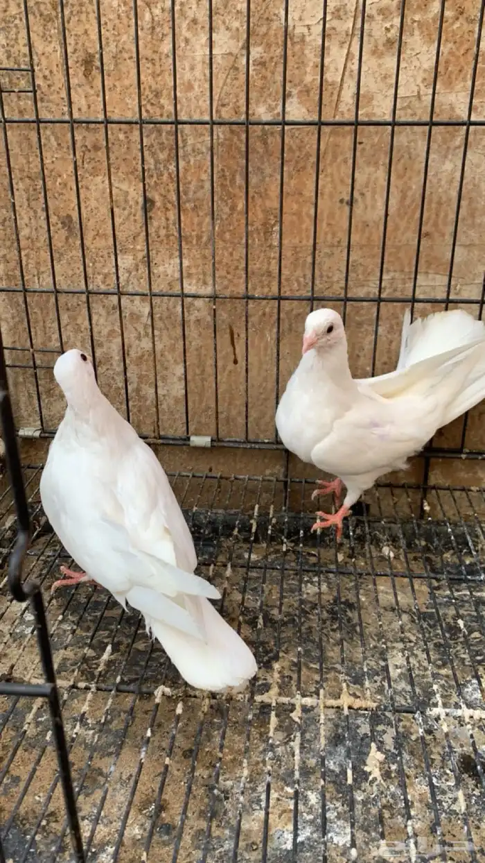 حمام جلستر قلاب 2