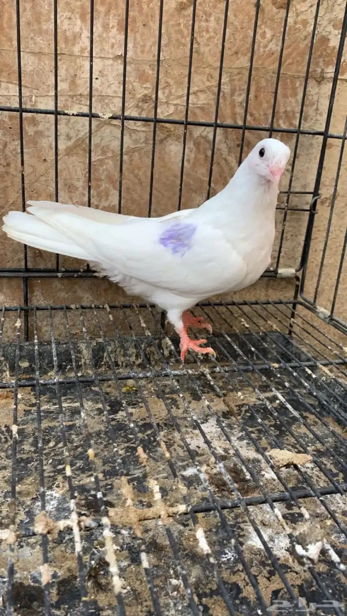 حمام جلستر قلاب 4