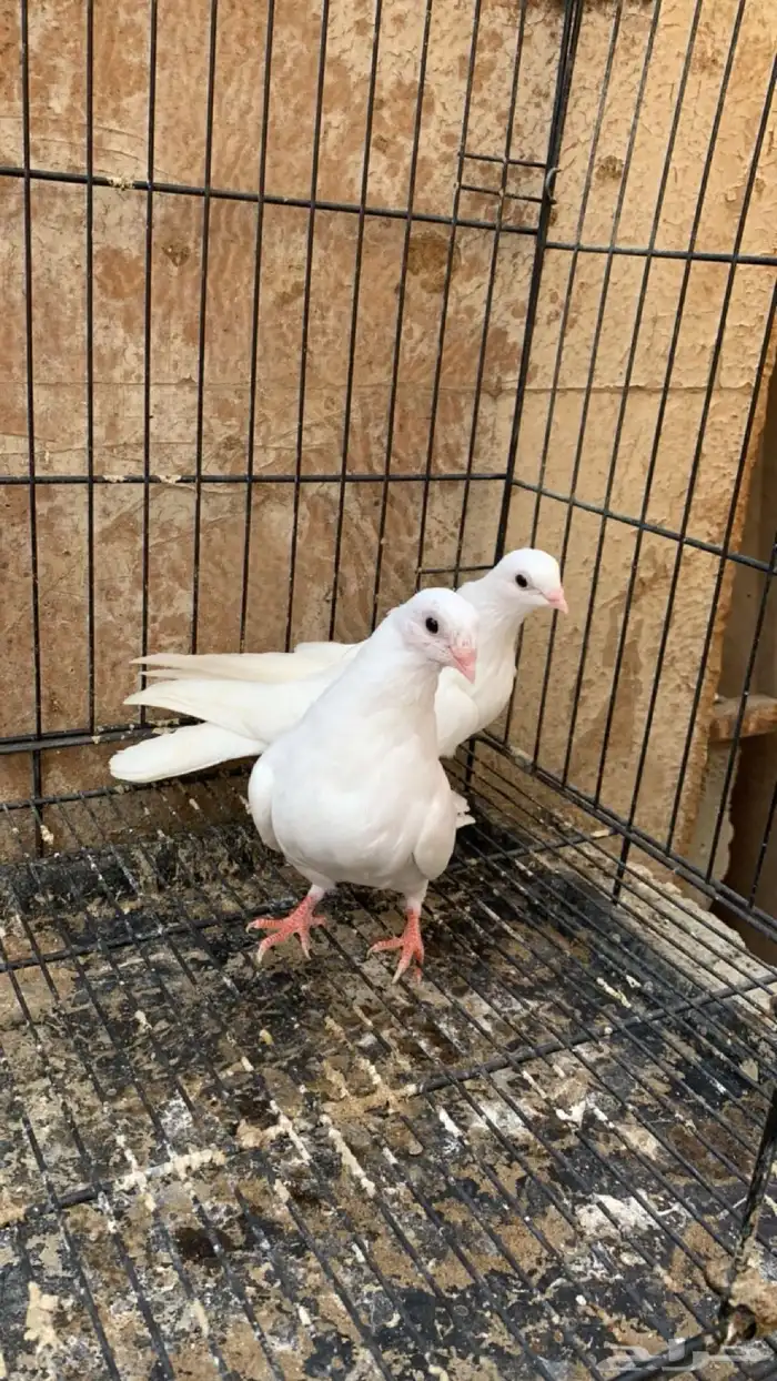 حمام جلستر قلاب 6