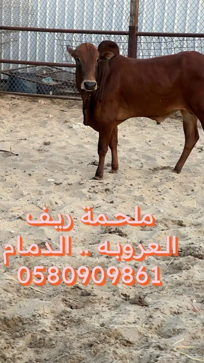 بقر بلدي من تهامة الباحه والمخواة 5