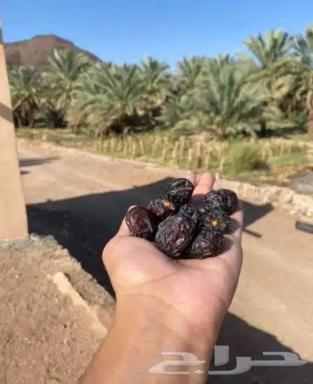 مشروط ونظيفه لجميع مدن المملكة 4