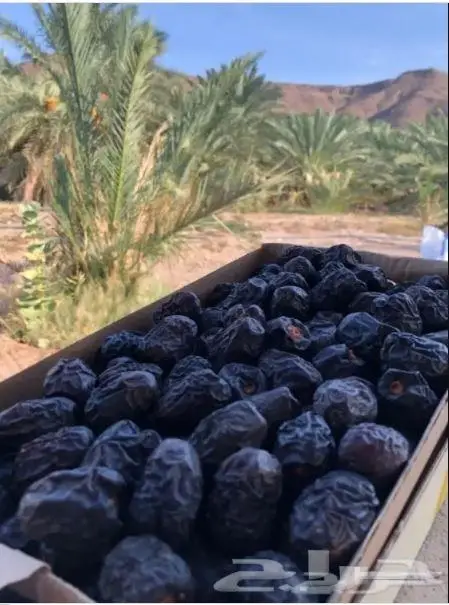 مشروط ونظيفه لجميع مدن المملكة 3