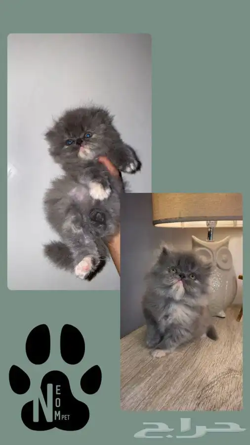 سكوتش فولد بيكي فيس قطط للبيع قطه بسه قطوه شيرازي هملايا قط 6