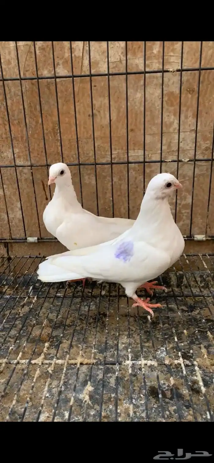 حمام جلستر قلاب 0