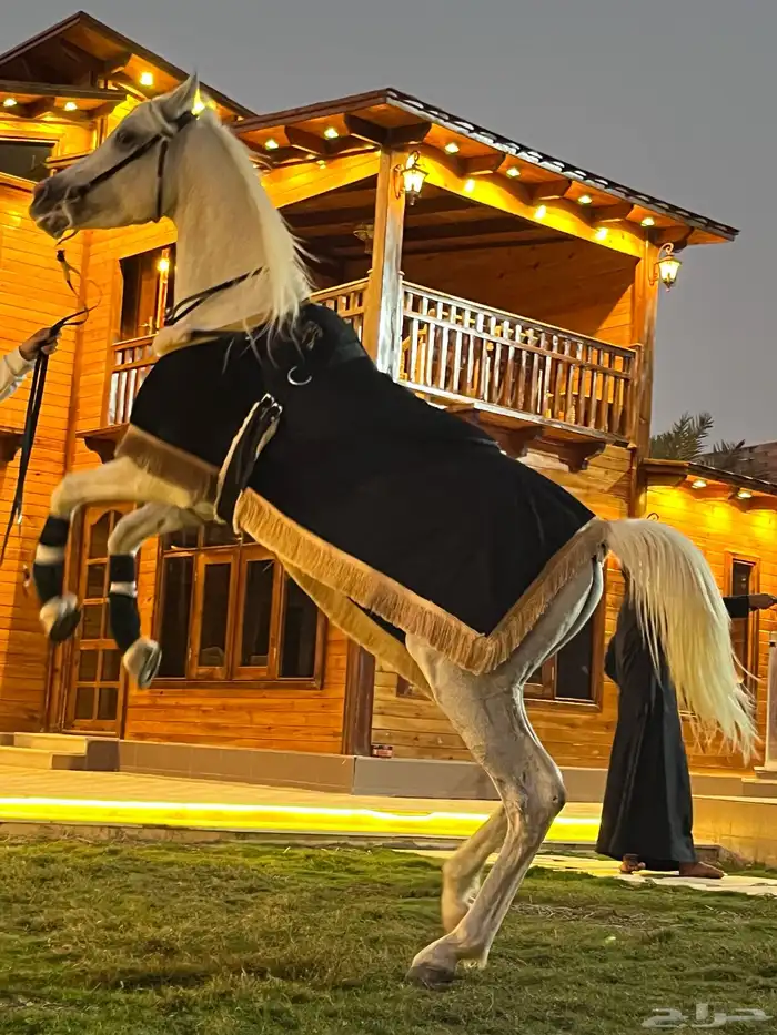 أكواخ ومظلات وجميع أنواع الخشبيات (مؤسسة الكوخ الراقي) 48