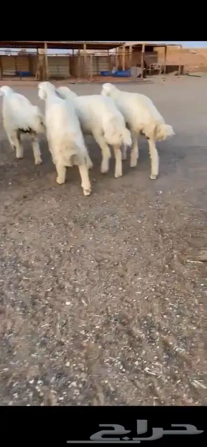 ذبيحتك تأصل لباب بيتك بكل صدق وأمانه 2