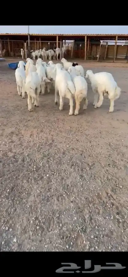 ذبيحتك تأصل لباب بيتك بكل صدق وأمانه 1