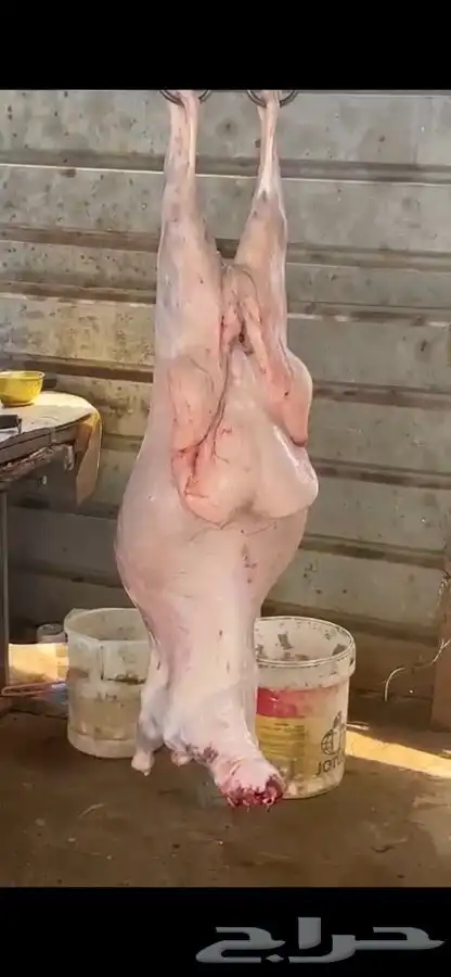 ذبيحتك تأصل لباب بيتك بكل صدق وأمانه 0