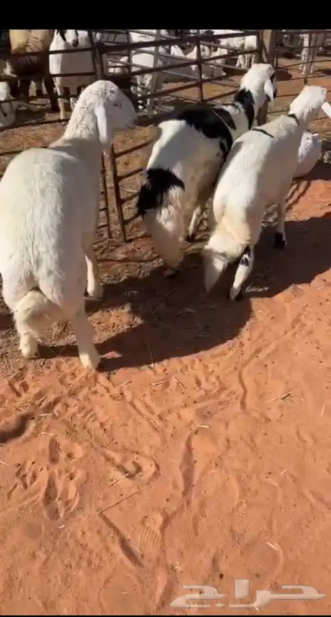 ذبيحتك تأصل لباب بيتك بكل صدق وأمانه 6