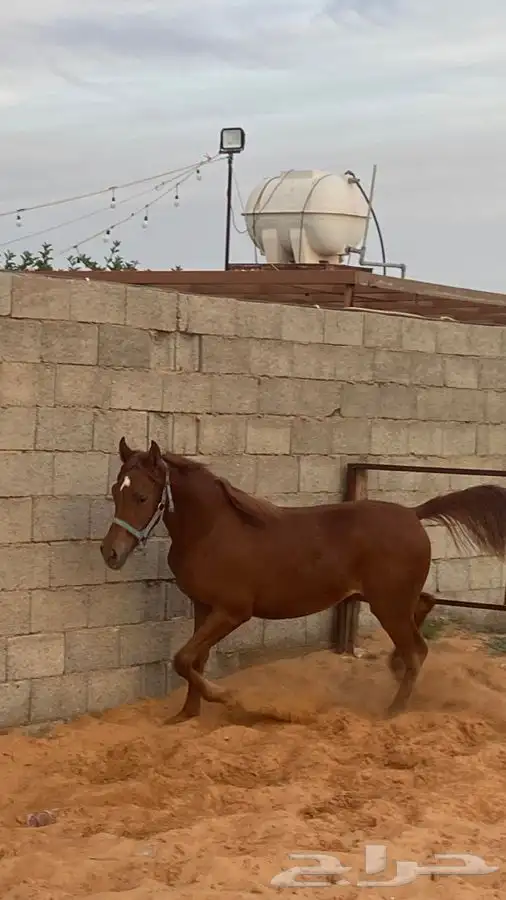 حصان فحل منتج 4