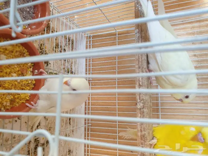 الزواج البادجي منتجه تم البيع 11