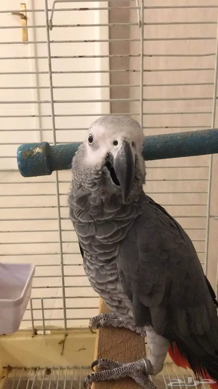 ذكر كاسكو اليف 1