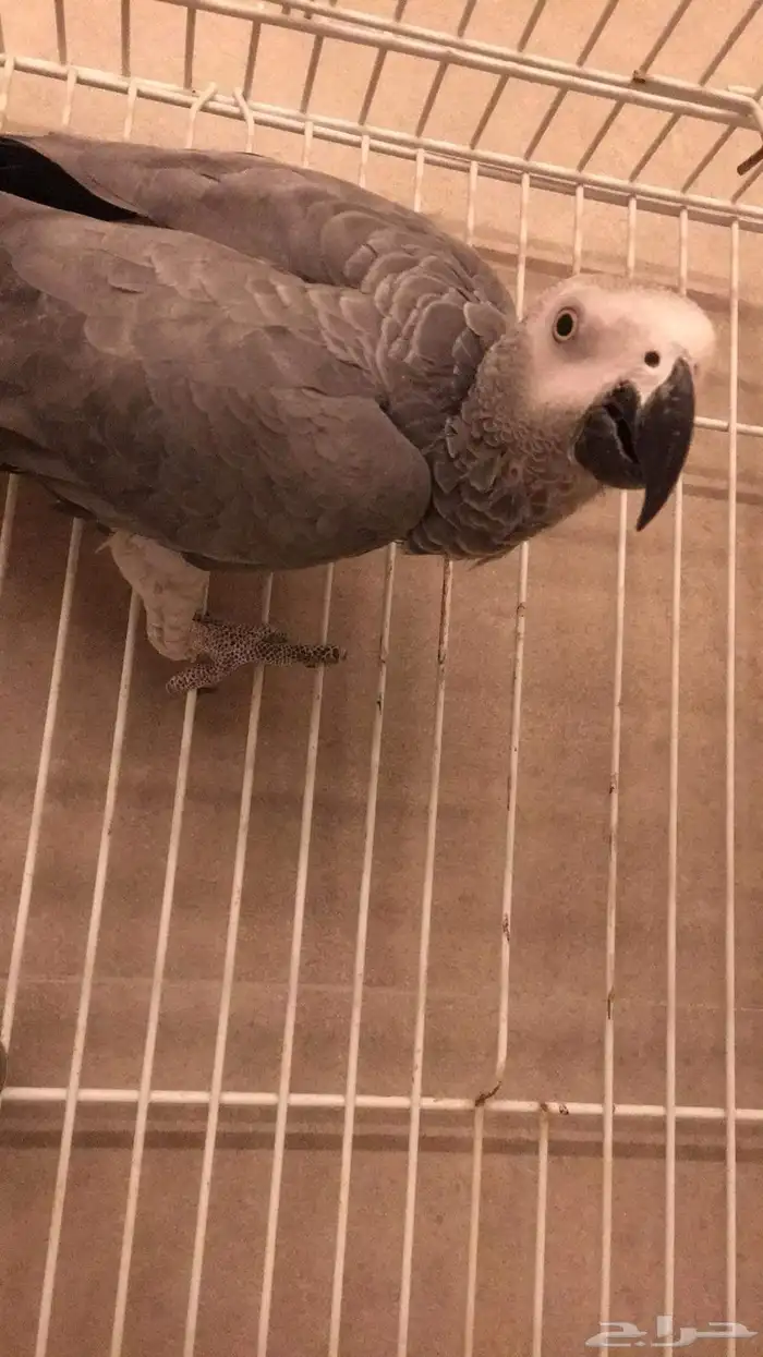 ذكر كاسكو اليف 2