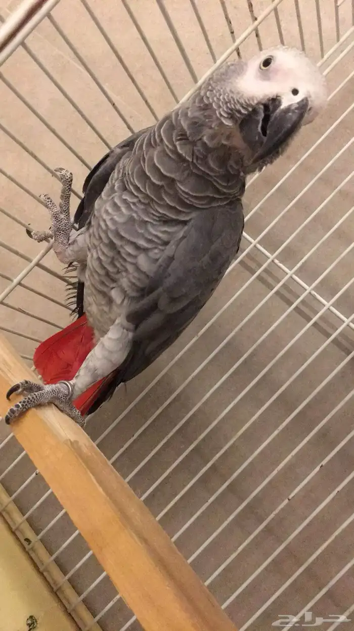 ذكر كاسكو اليف 0