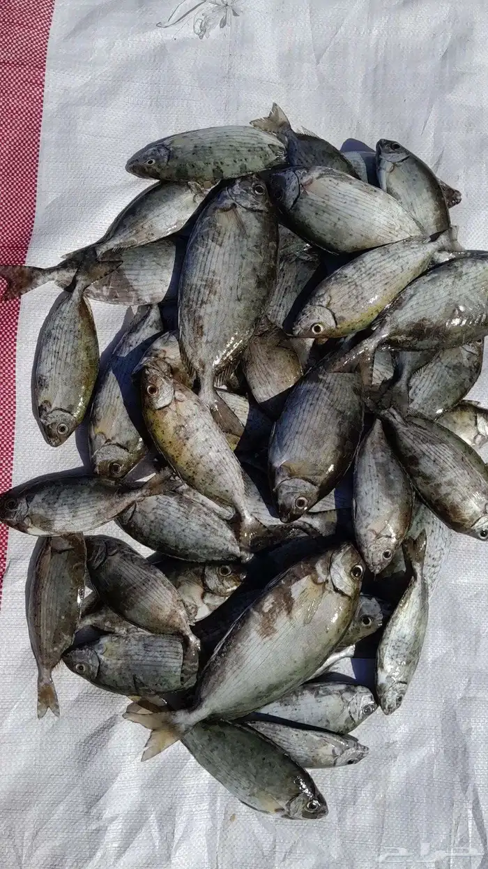حساب بيع سمك طازه 1